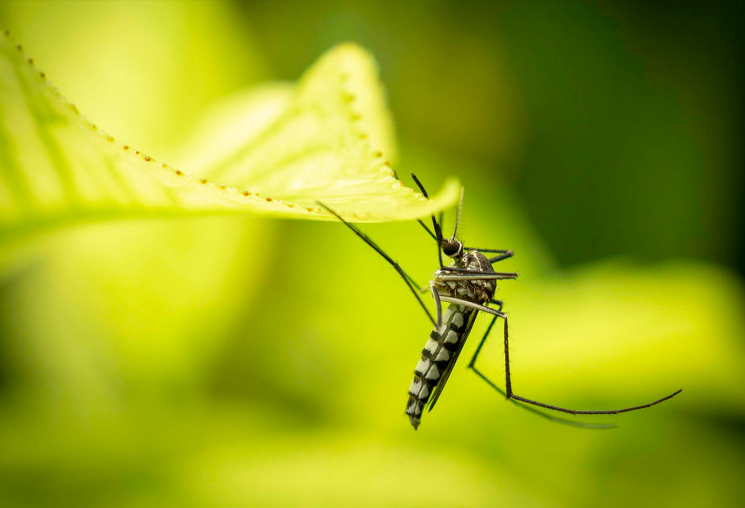 Los mosquitos