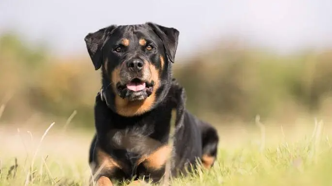 Rottweiler